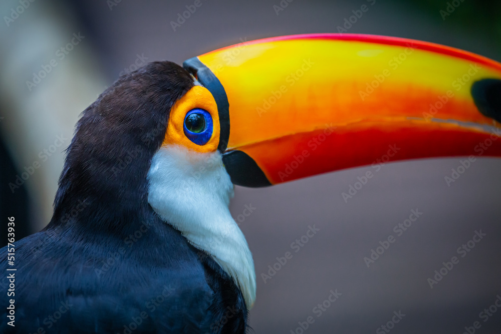 Fototapeta premium Toucan side profile close-up in Pantanal, Brazil