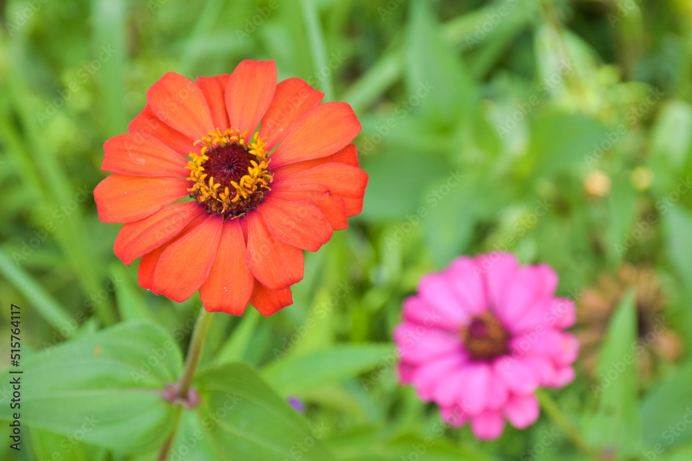 orange zinnia Pink petals blooming beautifully nature soft blur in the park orange zinnia Pink petals blooming beautifully nature soft blur in the park