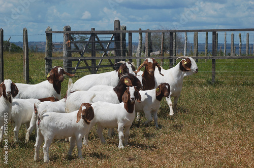 Beautiful female Boer Goats on the farm 