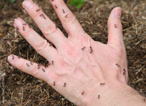 Fotografija tingling in the hand caused by dozens of many ants biting to defend their anthil