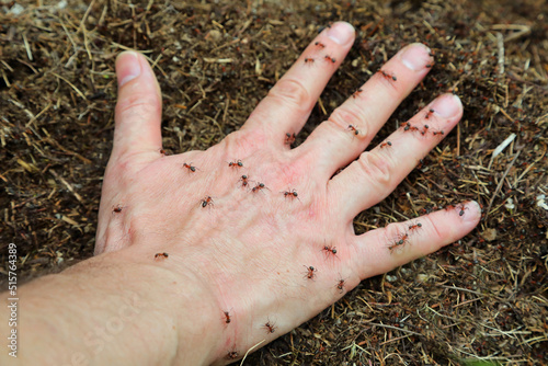 hand of man and many ants in the anthill photo