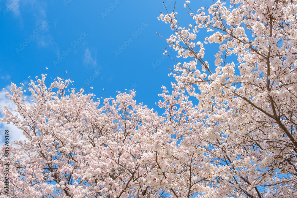 青空と桜の花　広角