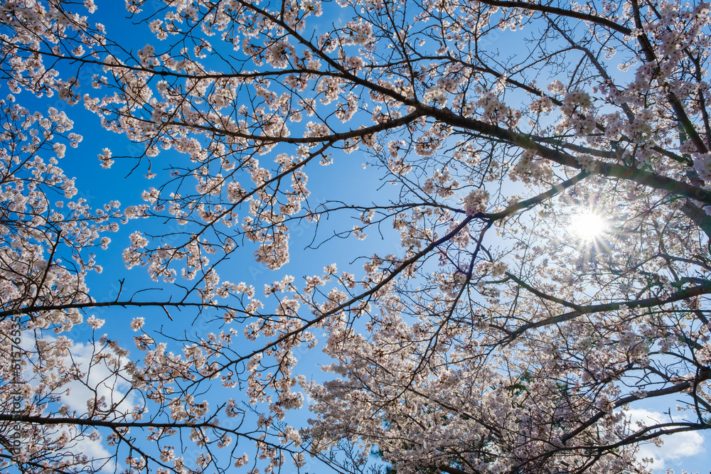 満開の桜と青空 逆光 春イメージ ソメイヨシノ 日本の春 満開の桜と青空 逆光 春イメージ ソメイヨシノ 日本の春