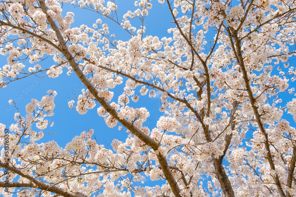 満開の桜と青空　春イメージ　ソメイヨシノ　日本の春
