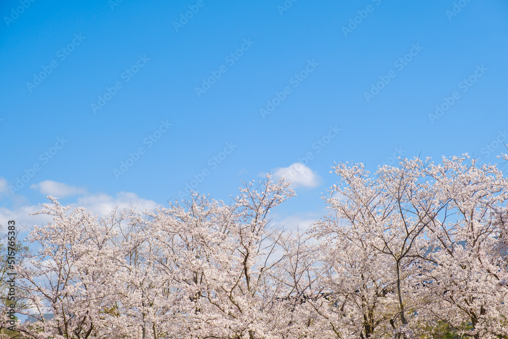 満開の桜と青空　春イメージ　ソメイヨシノ　日本の春