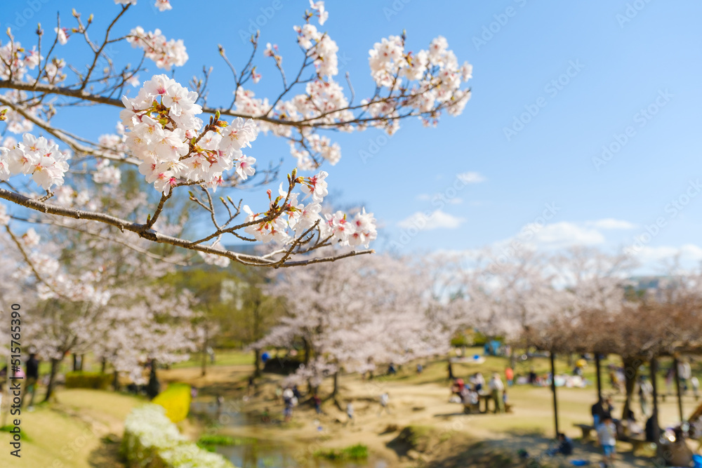 桜が満開の公園で遊ぶ家族連れ　京都府　けいはんな記念公園