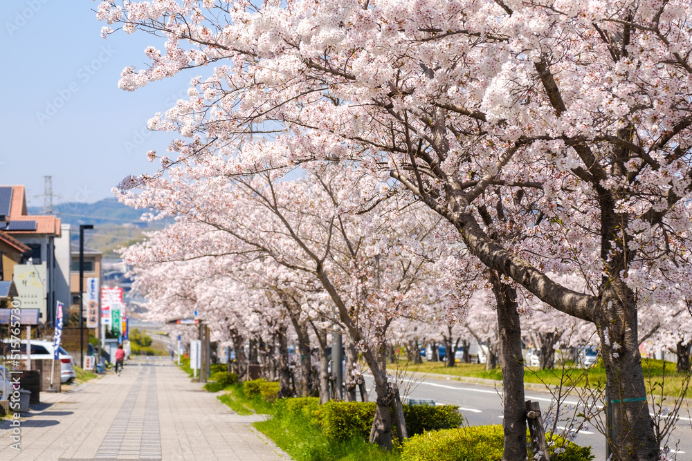 Obraz premium 桜の並木道と歩道 春イメージ 京都府木津川市