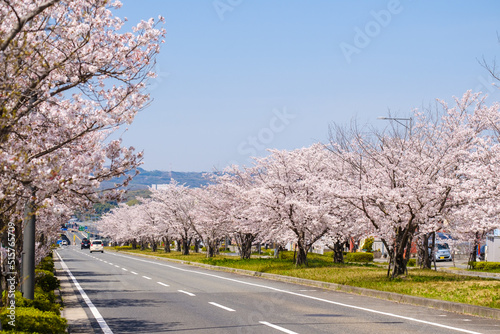 桜の並木道 春イメージ 車道 京都府木津川市