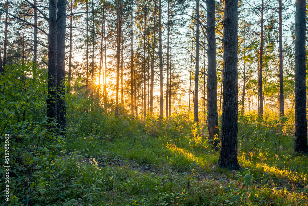 Obraz premium sunset in the woods