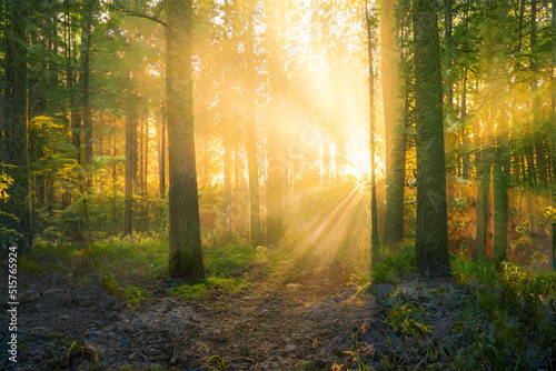 Magical sunset in the forest.