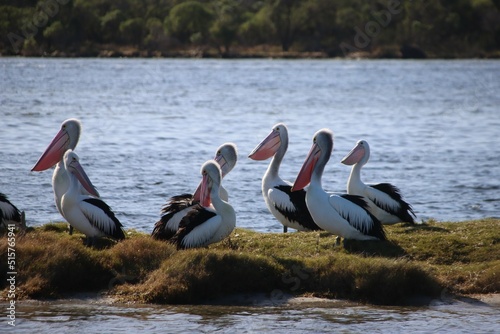 Australian Pelicans (Pelecanus conspicillatus), Crescent Island, Lake Victoria, Central Gippsland, Victoria, Australia. photo