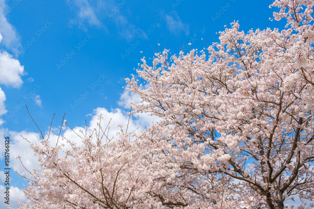 満開の桜と青空　春イメージ　ソメイヨシノ　日本の春