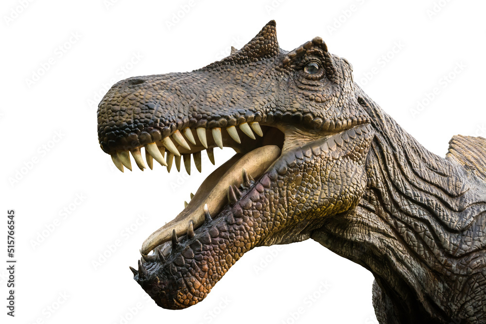 Obraz premium Head of Spinosaurus Aegyptiacus, Spinosaurus Aegyptiacus is a carnivore genus of theropod dinosaur that lived in Cretaceous period, isolated on white background with clipping path