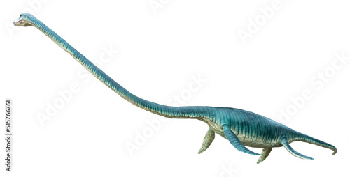 Elasmosaurus is a genus of plesiosaur that lived in the Late Cretaceous period, Elasmosaurus isolated on white background with clipping path photo