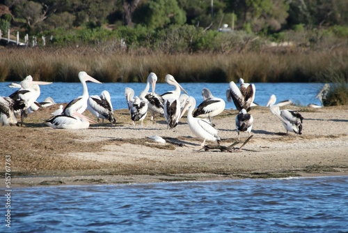 Australian Pelicans (Pelecanus conspicillatus), Crescent Island, Lake Victoria, Central Gippsland, Victoria, Australia.