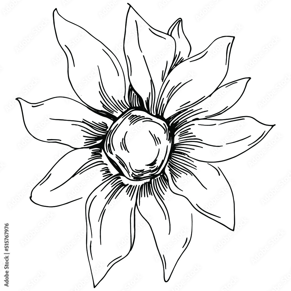 Sunflower summer. Isolated botanical flower, leaves. Black and white engraved sketch ink art. Leaf plant botanical garden floral foliage. Wildflower drawing leaf illustration element. Sunflower summer. Isolated botanical flower, leaves. Black and white engraved sketch ink art. Leaf plant botanical garden floral foliage. Wildflower drawing leaf illustration element.