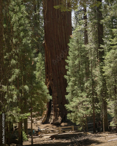 General Sherman tree in forest  photo