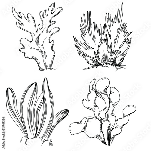 Fototapeta Naklejka Na Ścianę i Meble -  Hand drawn corals isolated on white. Sketch drawing