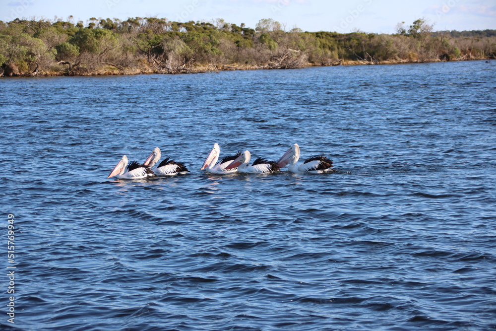 Naklejka premium Australian Pelican (Pelecanus conspicillatus), Crescent Island, Lake Victoria, Gippsland, Victoria, Australia.