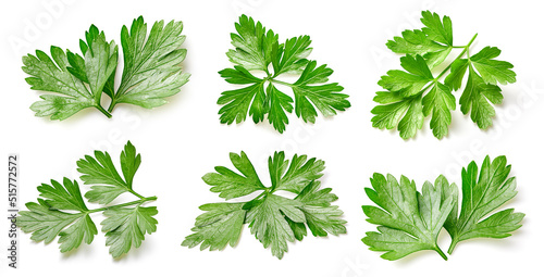 Parsley leaves strawberry isolated on white background. Parsley leaf clipping path