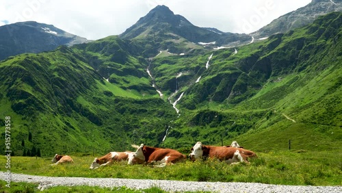 mountain cows grazing at Sportgastein, Nassfeld, mountain range at European alps in Austria photo