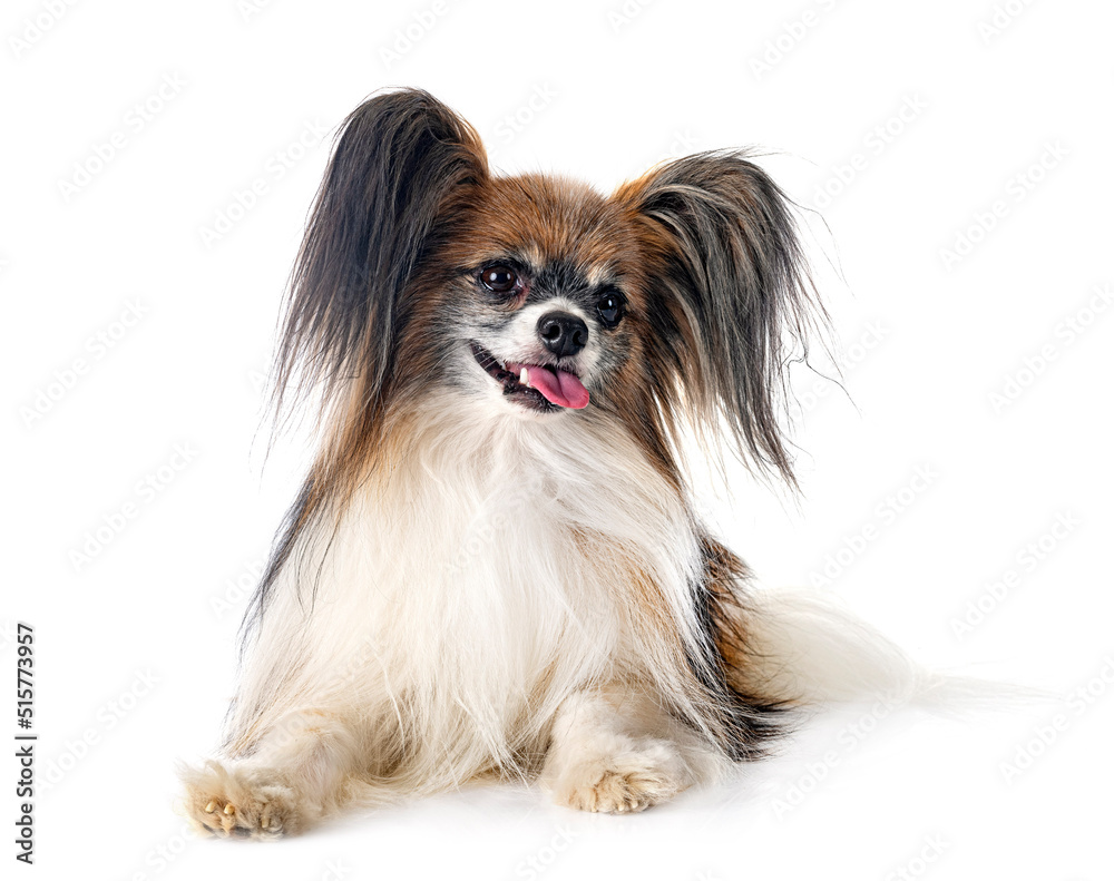papillon dog in studio papillon dog in studio