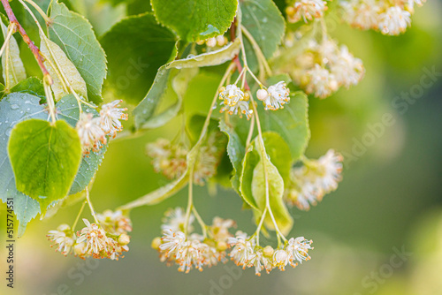 Linden yellow blossom of Tilia cordata tree (small-leaved lime, little leaf linden flowers or small-leaved linden bloom ), banner close up. Botany blooming trees with white flowers. photo