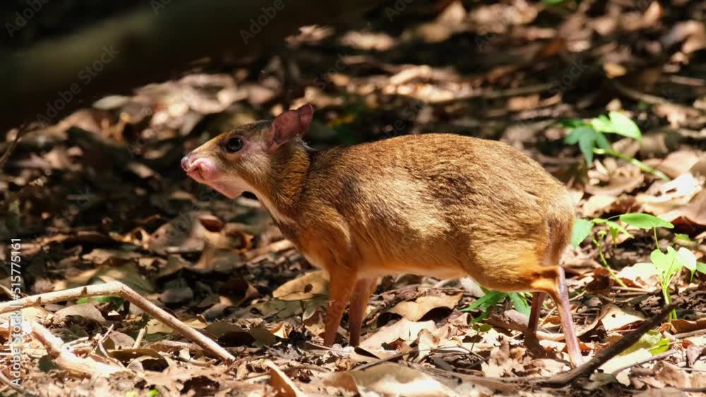 Eating some fruits fallen on the forest ground during a summer day, Lesser Mouse-deer Tragulus kanchil, Khaeng Krachan National Park, Thailand. Eating some fruits fallen on the forest ground during a summer day, Lesser Mouse-deer Tragulus kanchil, Khaeng Krachan National Park, Thailand.