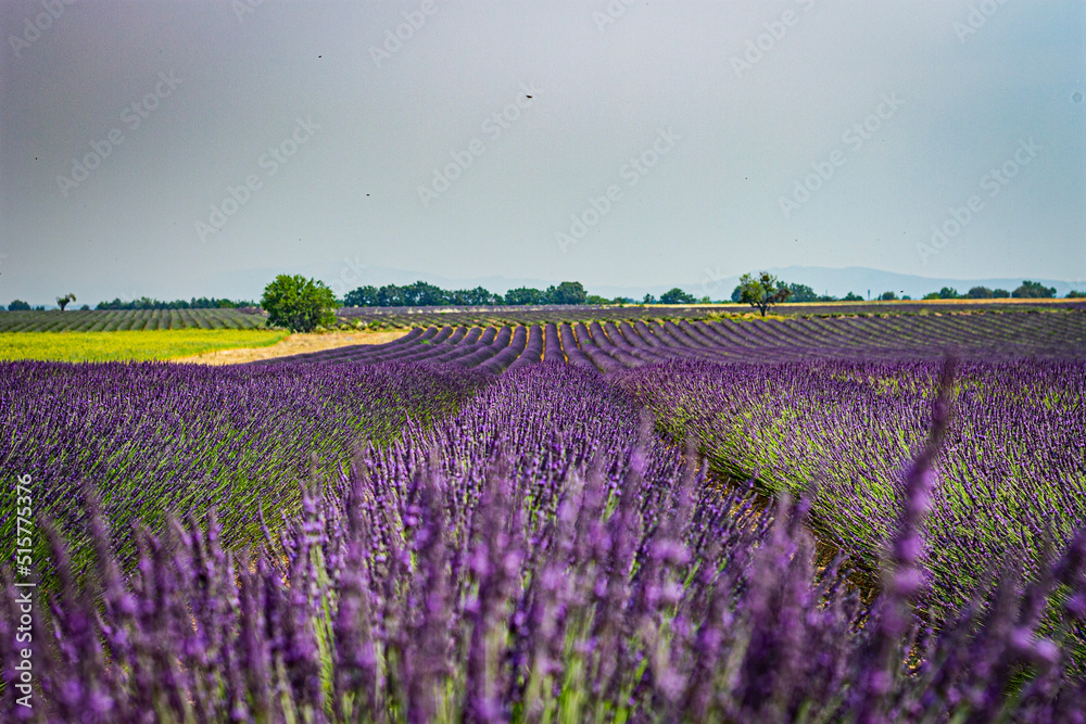 Fototapeta premium Paysage du verdon, France