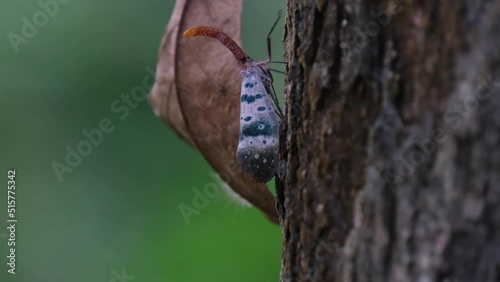 Seen moving up on the bark of the tree as seen from its side, Lantern Bug Pyrops ducalis, Khao Yai National Park, Thailand. photo