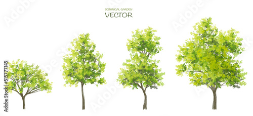 Vector watercolor of tree or forest side view isolated on white background for landscape and architecture drawing  elements for environment and garden botanical for section 