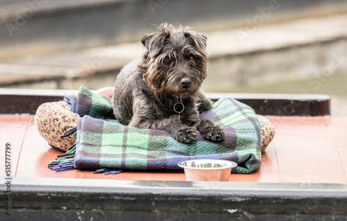 cute small terrier dog laying on a blanket looking at the camera eye contact scruffy fur