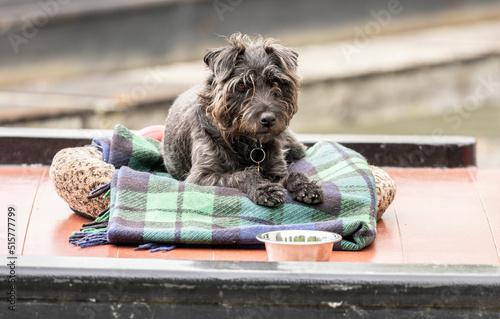 Billede på lærred cute small terrier dog laying on a blanket looking at the camera eye contact scr