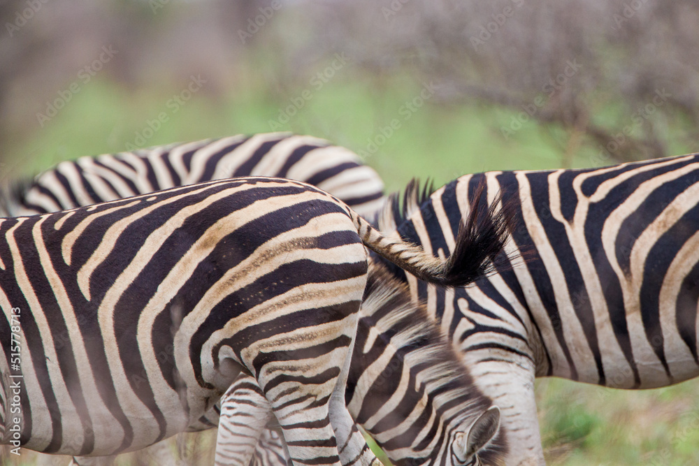 Burchell's zebras in the savannah grasslands of the Kruger National Park, South Africa Burchell's zebras in the savannah grasslands of the Kruger National Park, South Africa