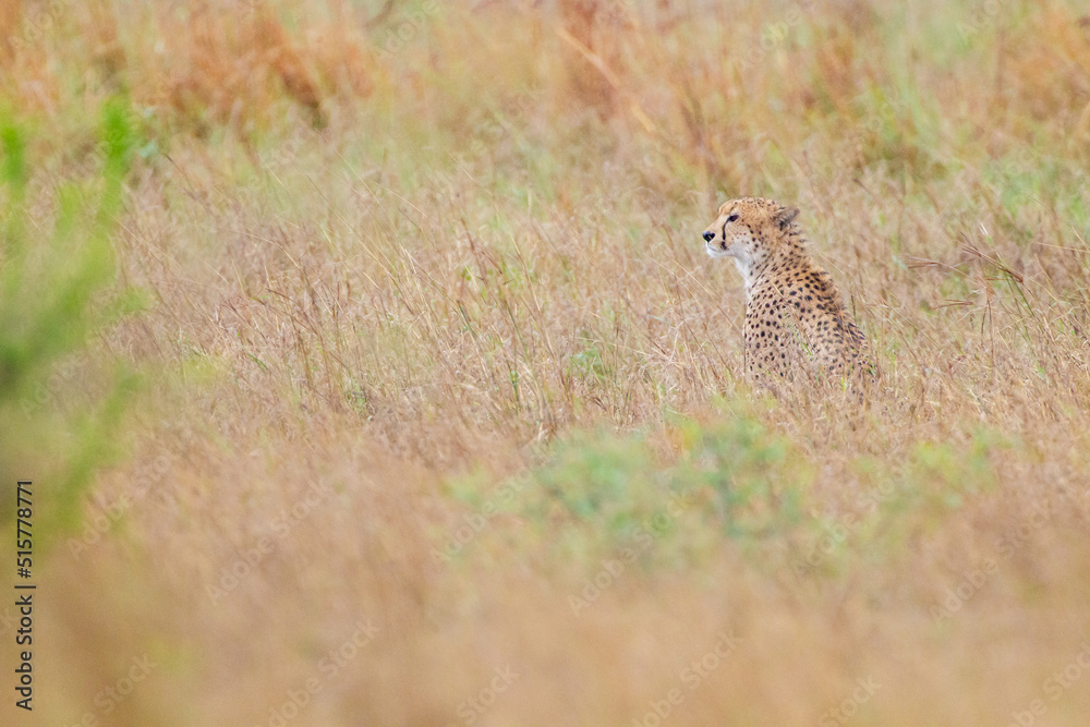 Cheetah family resting in the long grass of the Kruger Park Cheetah family resting in the long grass of the Kruger Park