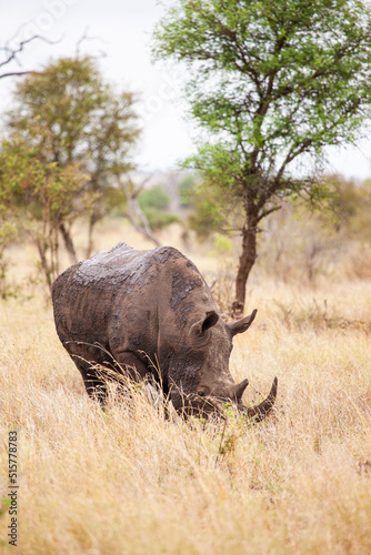 Large Southern White Rhino bull comes back to the road covered in mud