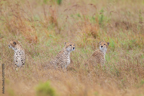 Cheetah family resting in the long grass of the Kruger Park