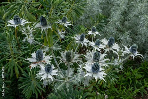 Thistle, Eryngium giganteum, Miss Willmott's ghost at Bourton House gardens, Morton in Marsh. market town in the Cotswolds,  Gloucestershire, England, uk photo