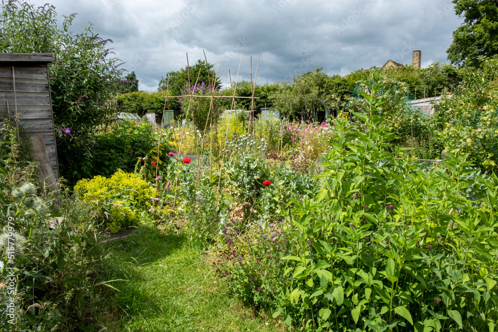 Allotments in Morton in Marsh, market town in the Cotswolds, Gloucestershire, England, uk Allotments in Morton in Marsh, market town in the Cotswolds, Gloucestershire, England, uk