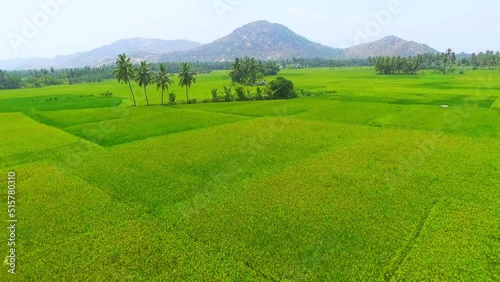 Revealing huge land of paddy field with coconut trees surrounded by mountains