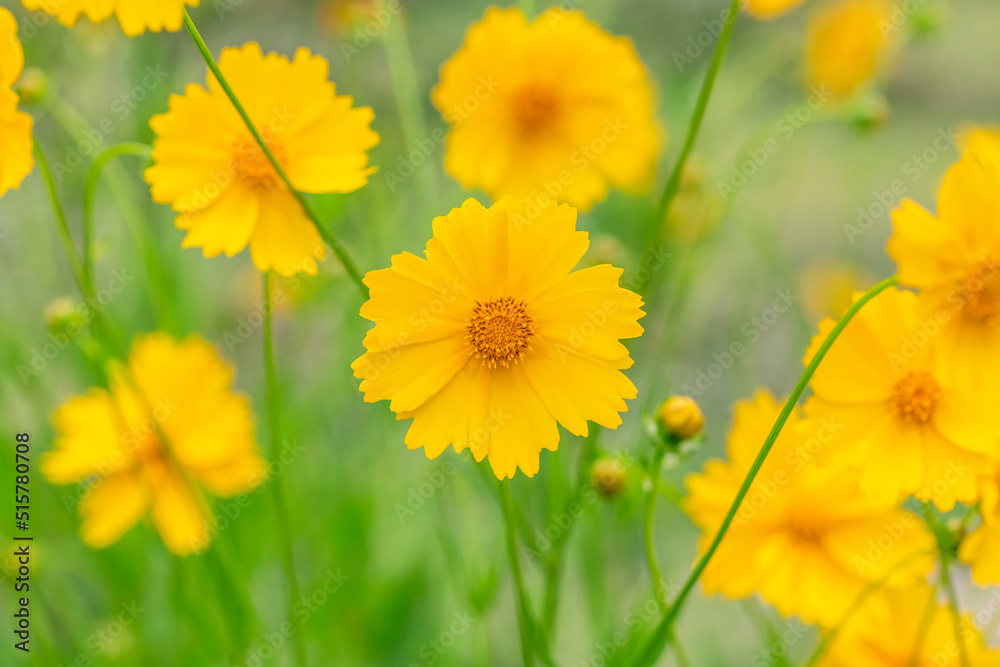 Beautiful yellow flowers Coreopsis lanceolata. Beautiful yellow flowers Coreopsis lanceolata.