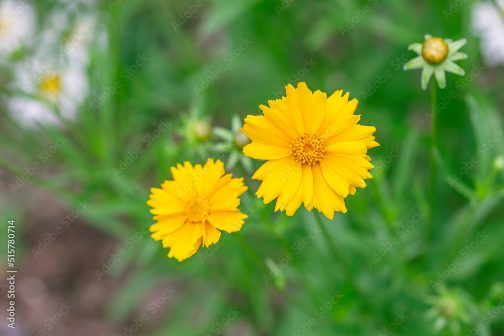Beautiful yellow flowers Coreopsis lanceolata. Beautiful yellow flowers Coreopsis lanceolata.