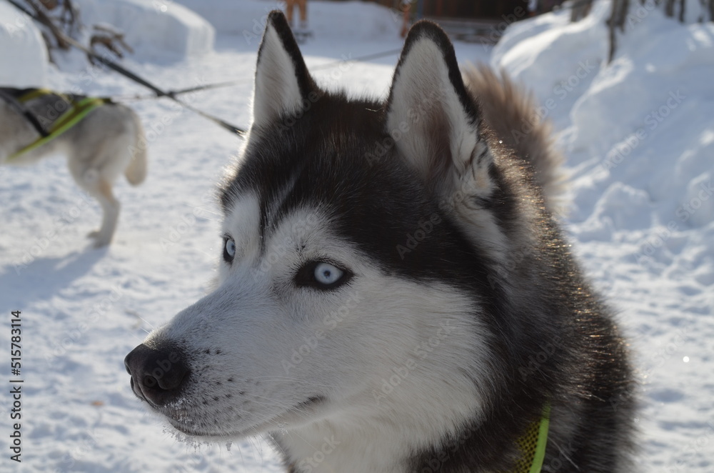 husky dog in snow