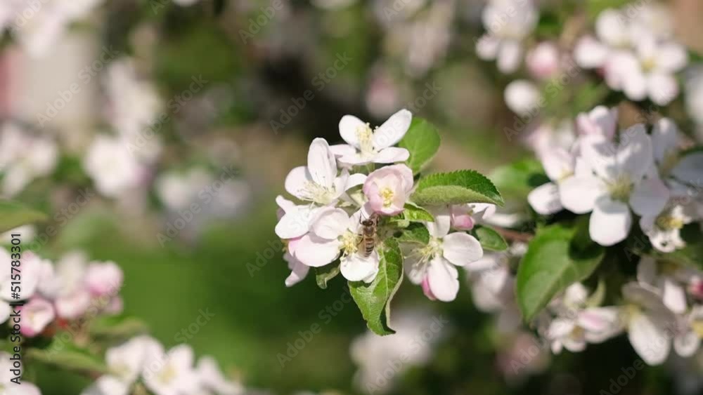 bee harvesting pollen on a branch with flowers in spring bloom bee harvesting pollen on a branch with flowers in spring bloom