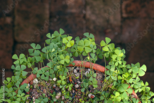Four-Leaf clover in large pot photo