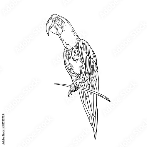 Parrot bird portrait .Doodle hand drawn style ,vector illustration.Black line sketch