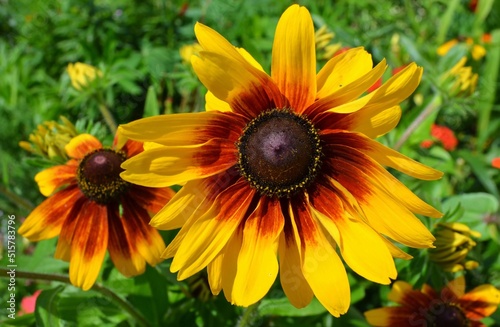 yellow flower in the garden
