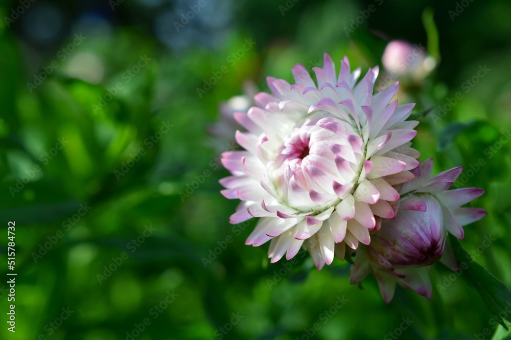 Obraz premium 華やかな光沢 麦藁菊 (ムギワラギク)