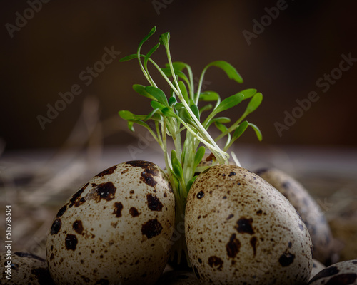 Quail eggs with green sprouts