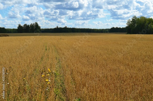 wheat field in the summer